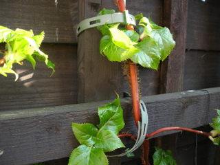 Garden tie 2nd photo